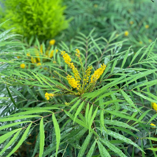 Mahonia 'Soft Caress'