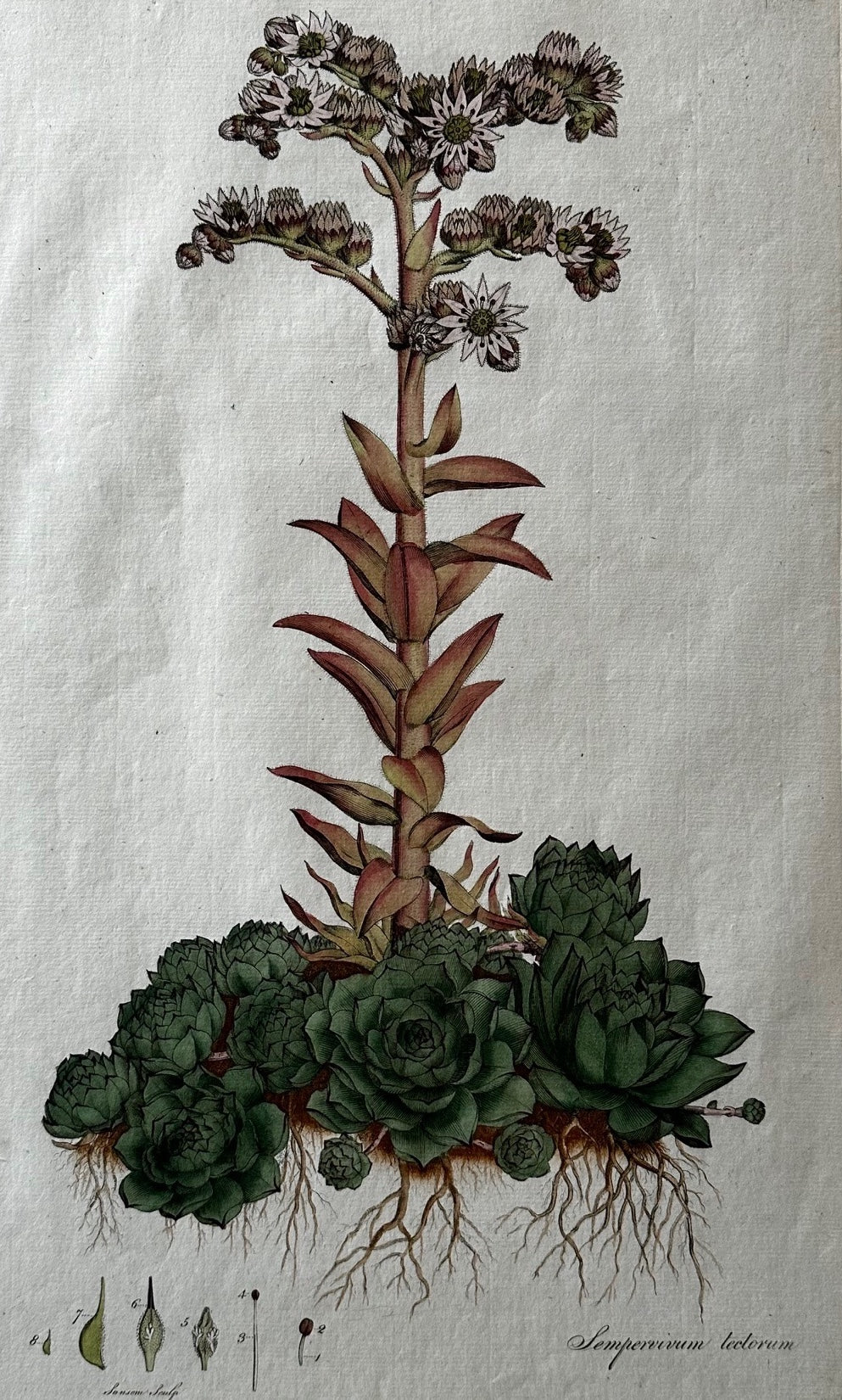 Nicolas Regnauld (1746-1810), Sempervinum tectorum