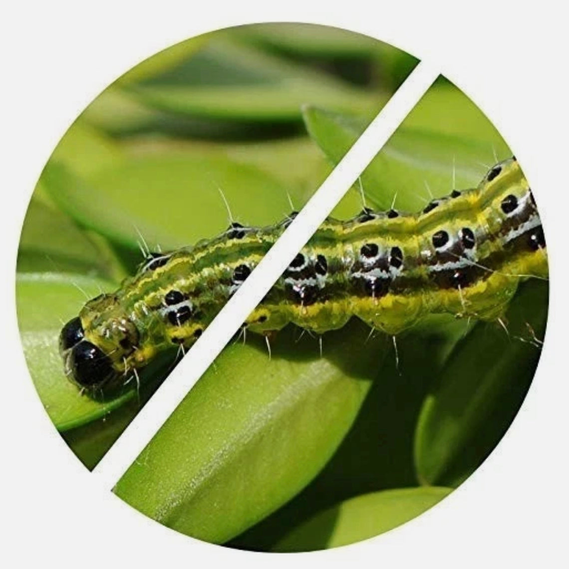 'XenTari' box moth caterpillar control (5 x 3g sachets)