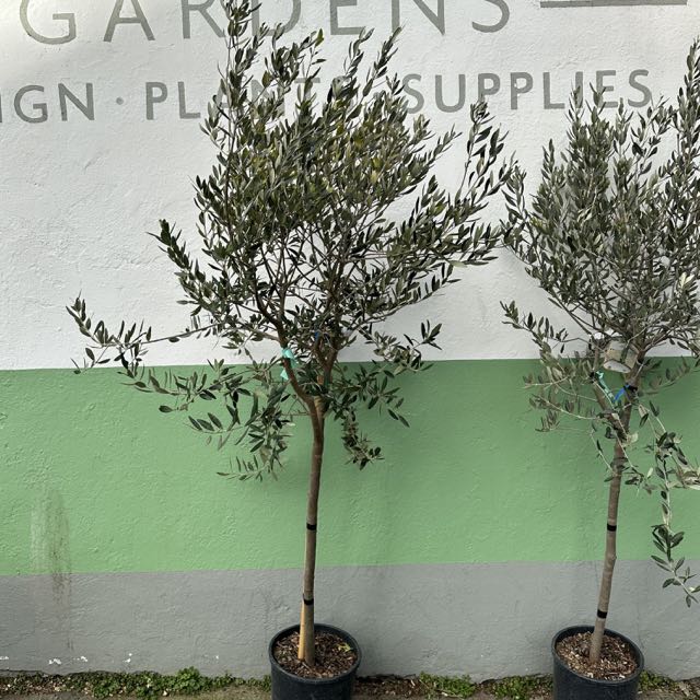 Olive tree / Olea europea