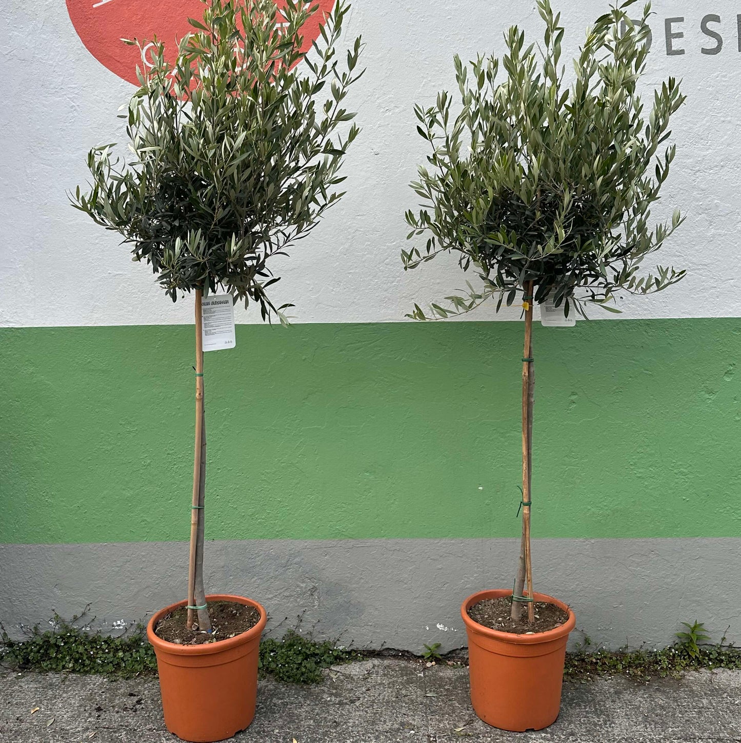Olive tree / Olea europea