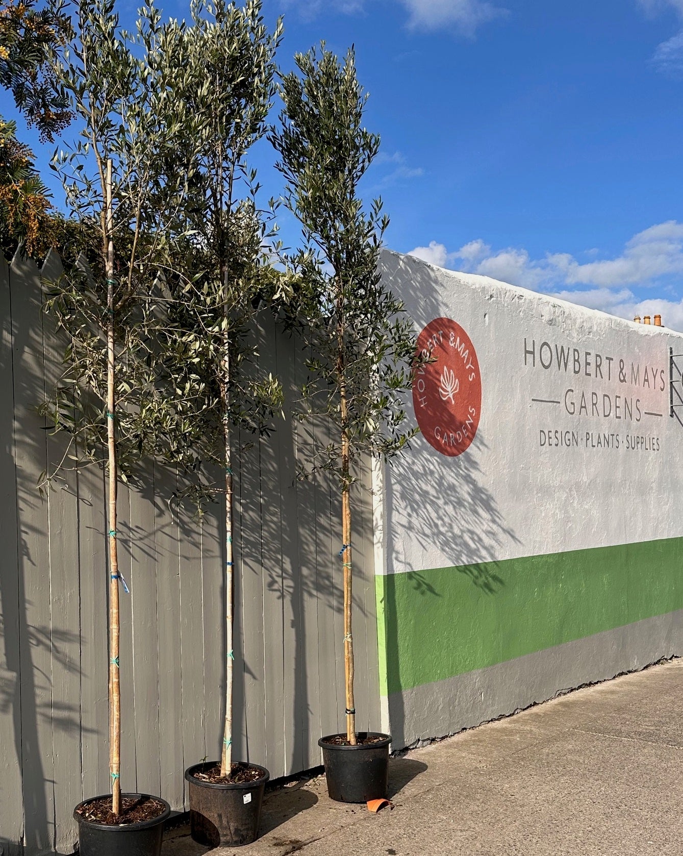 Olive tree / Olea europea (semi mature for screening)