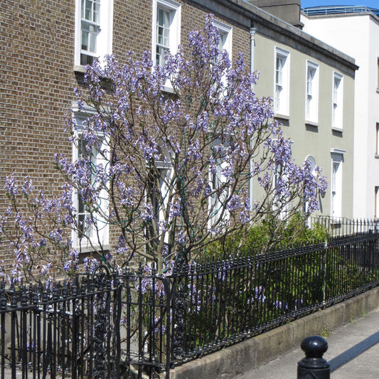 Paulownia tomentosa/ Foxglove tree