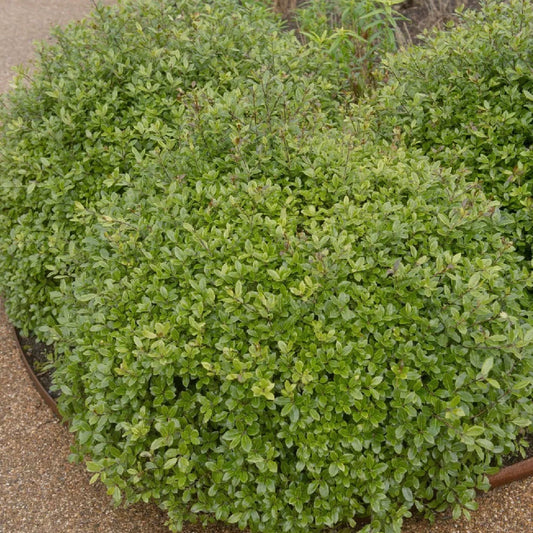 Pittosporum 'Golf Ball'