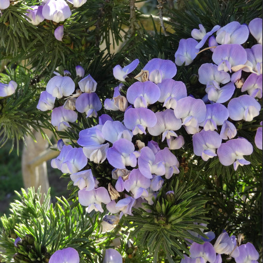 Psoralea pinnata / Blue broom / Pea shrub