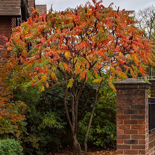 Rhus typhina 'Laciniata' / Stag horn sumac