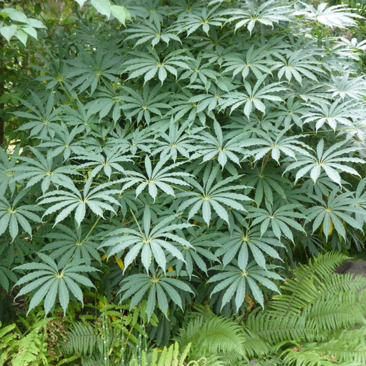 Schefflera taiwaniana