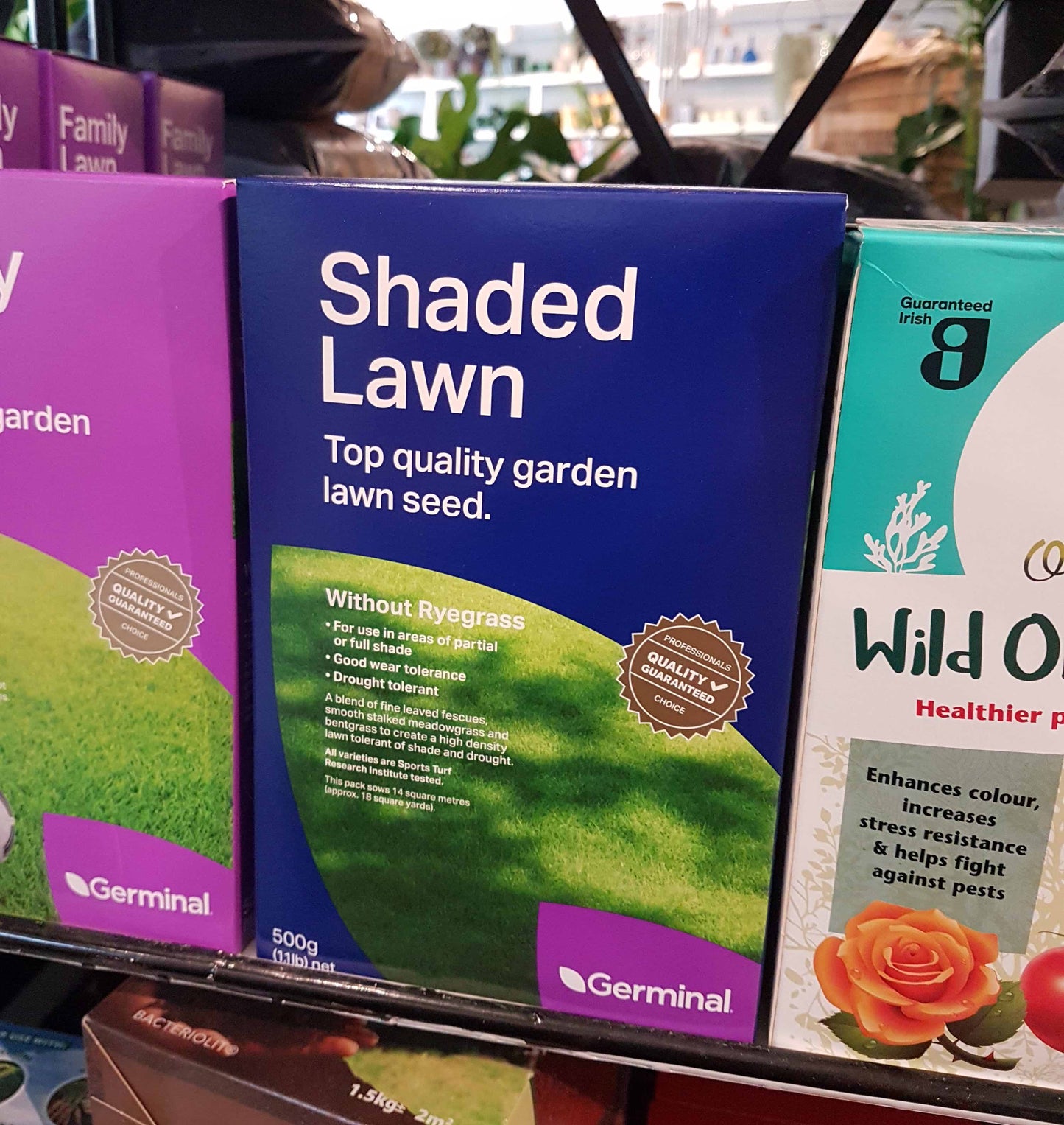Shaded lawn seed