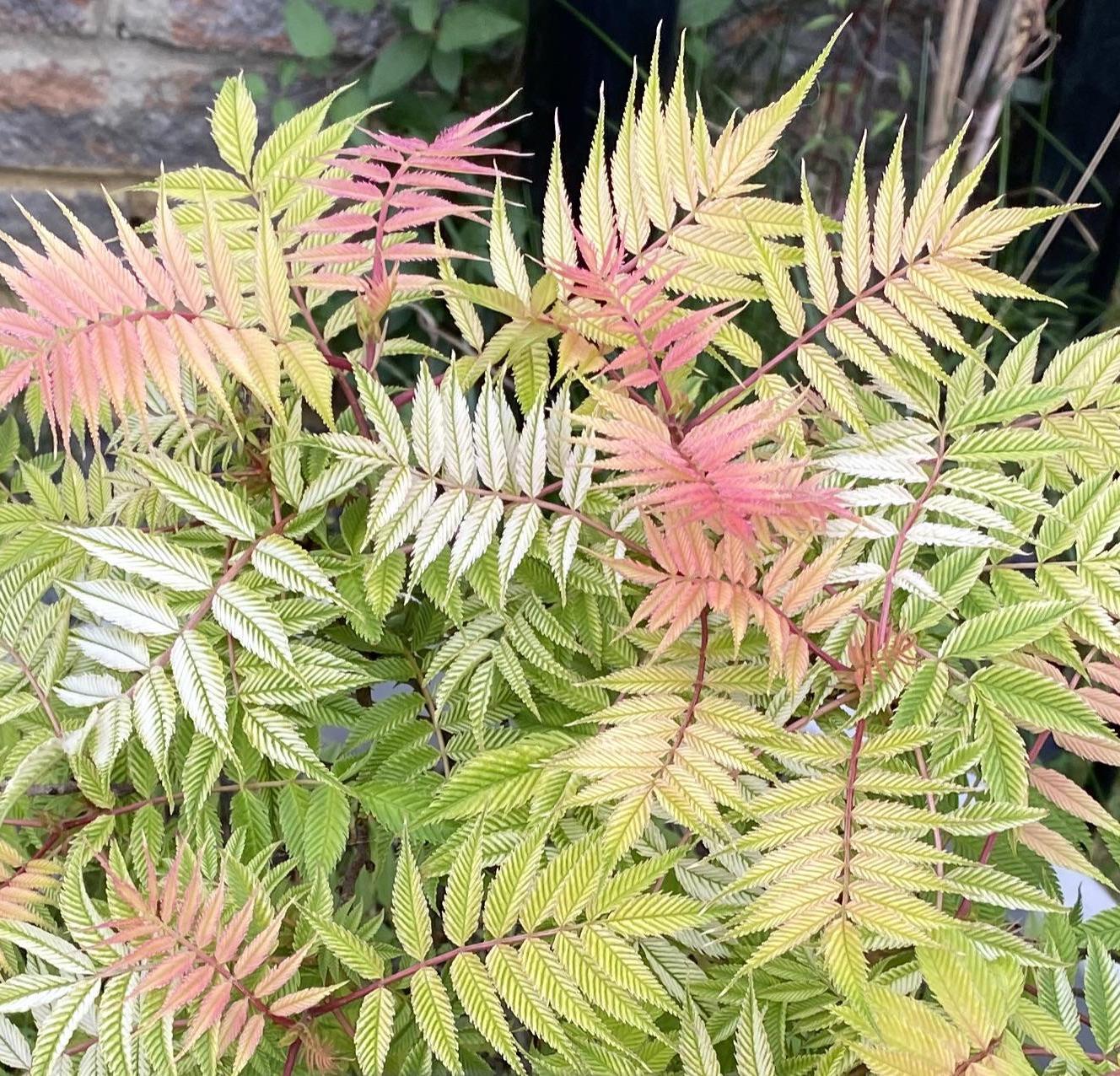Sorbaria sorbifolia 'Pink Hopi'