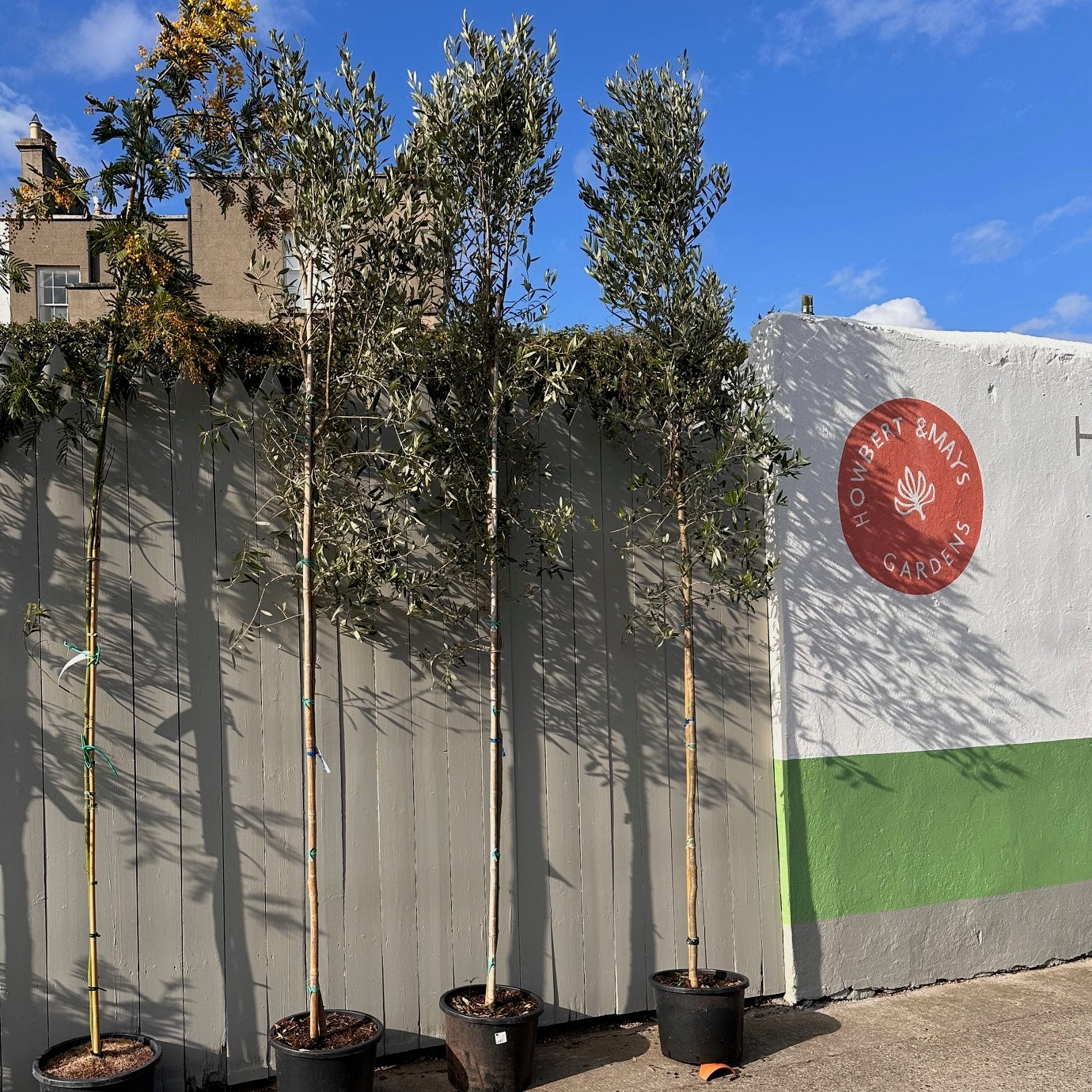 Olive tree / Olea europea (semi mature for screening)