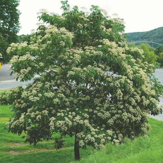 Tetradium daniellii/ Bee tree