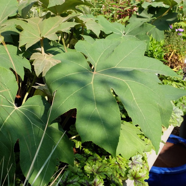 Tetrapanax papyrifer 'Rex' / 'Rex' Rice paper plant