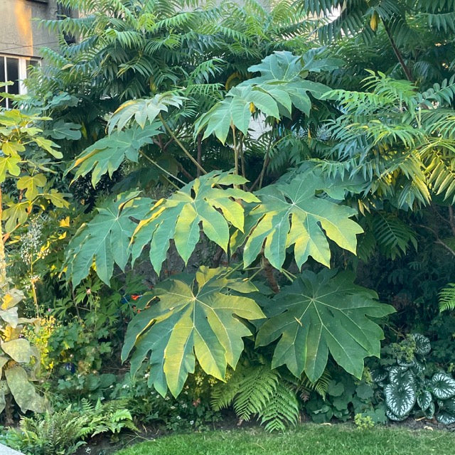 Tetrapanax papyrifer 'Rex' / 'Rex' Rice paper plant