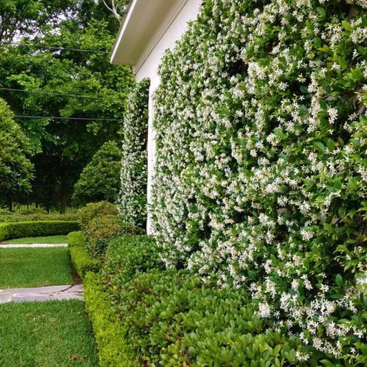 Trachelospermum jasminoides / Star jasmine