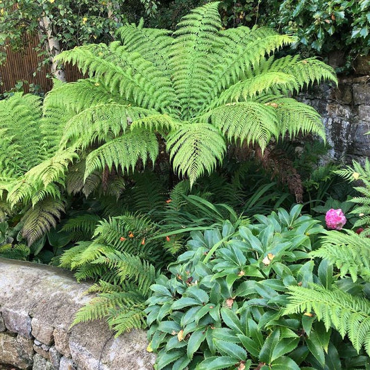 Dicksonia antarctica / Tree fern (3L pot)