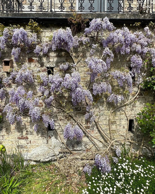 Wisteria sinensis 'Prolific' / Wisteria