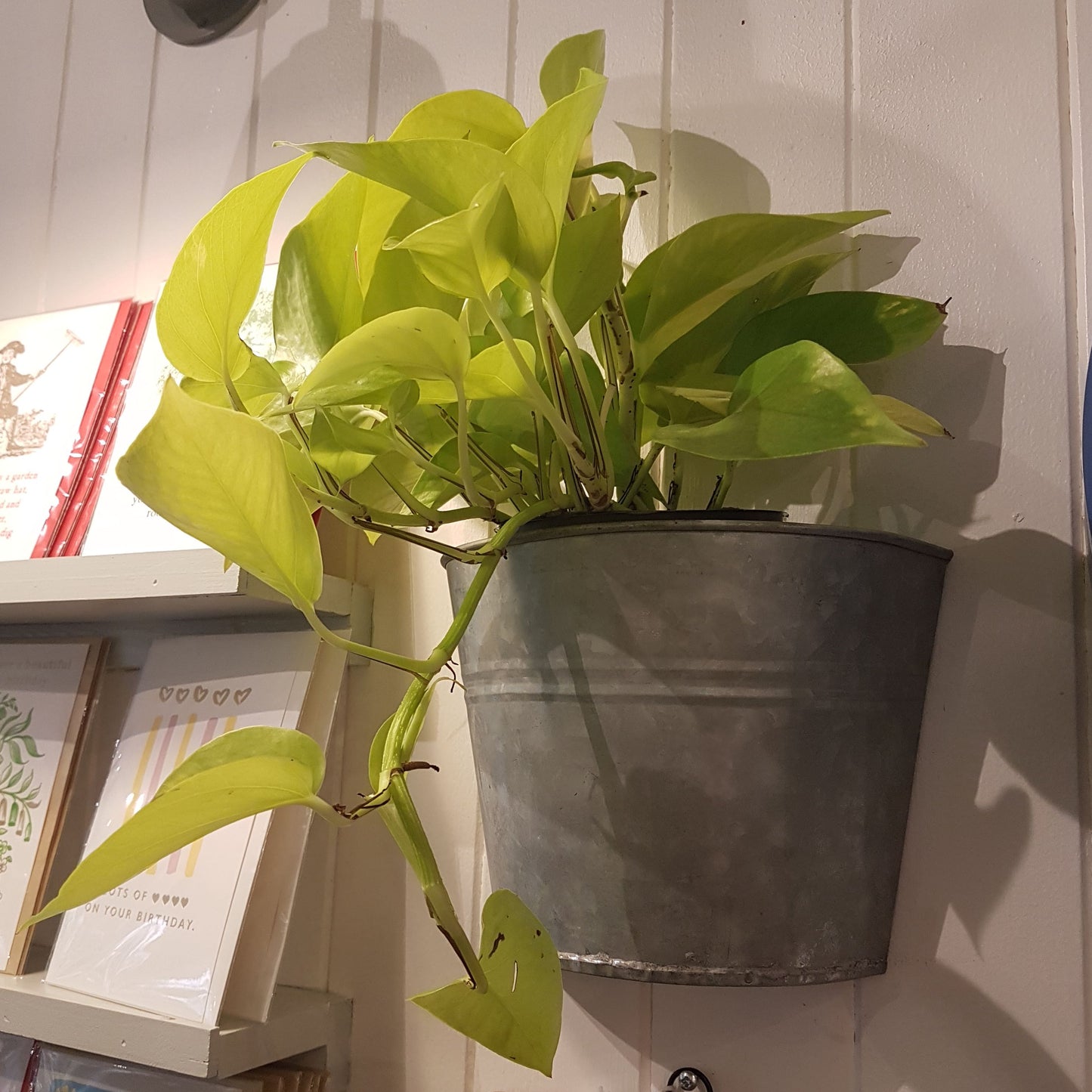 Zinc wall planter, 2 sizes