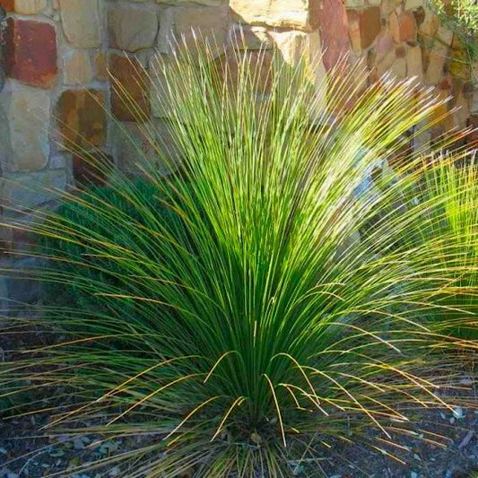 Dasylirion longissimum / Mexican grass tree