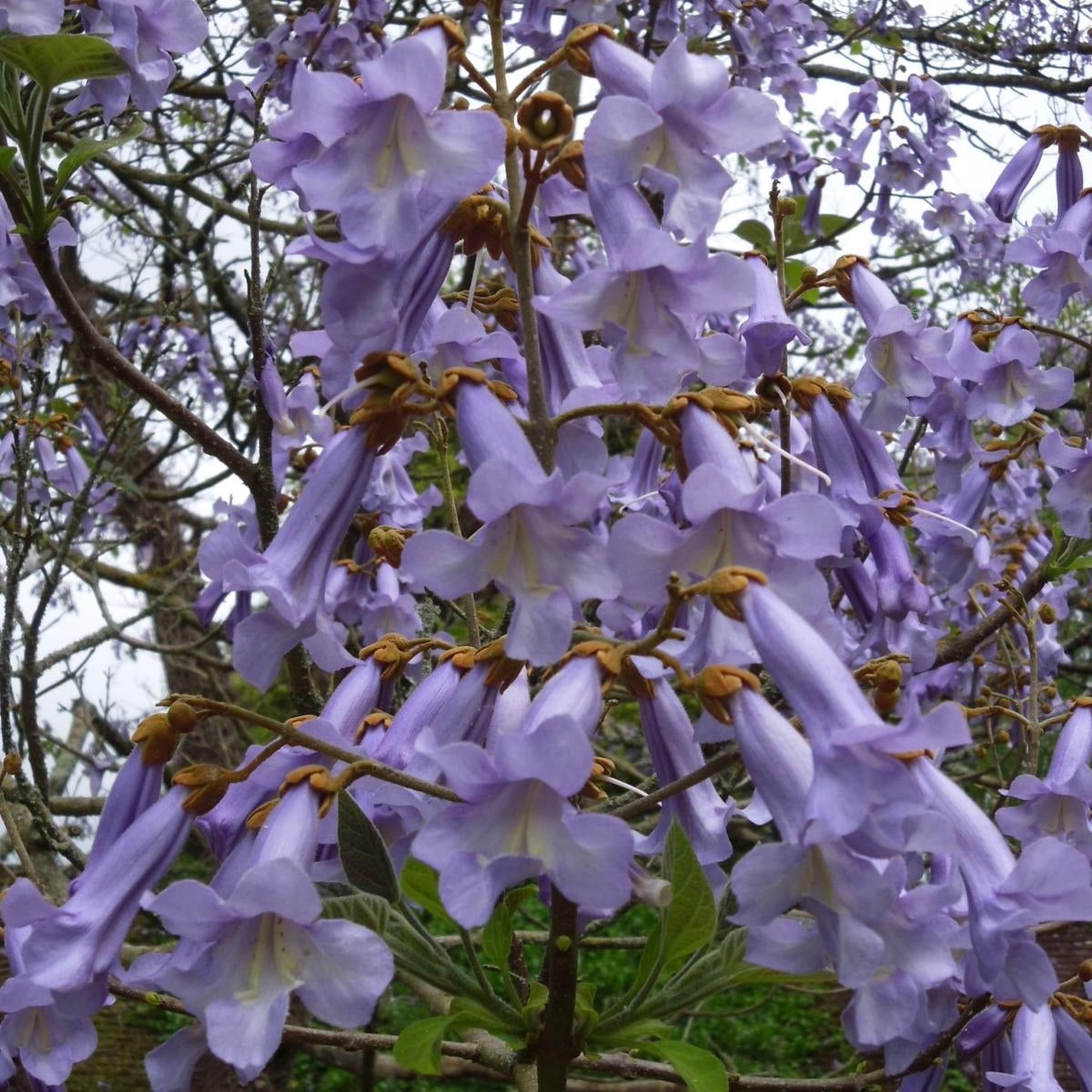 Paulownia tomentosa/ Foxglove tree