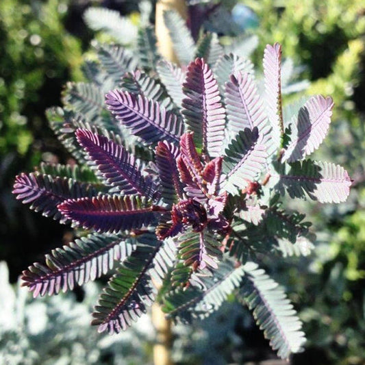 Acacia baileyana 'Purpurea' / Mimosa / Purple wattle tree