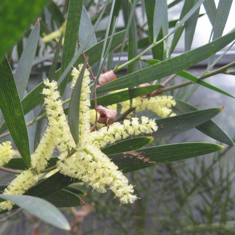 Acacia longifolia / Golden wattle / Mimosa