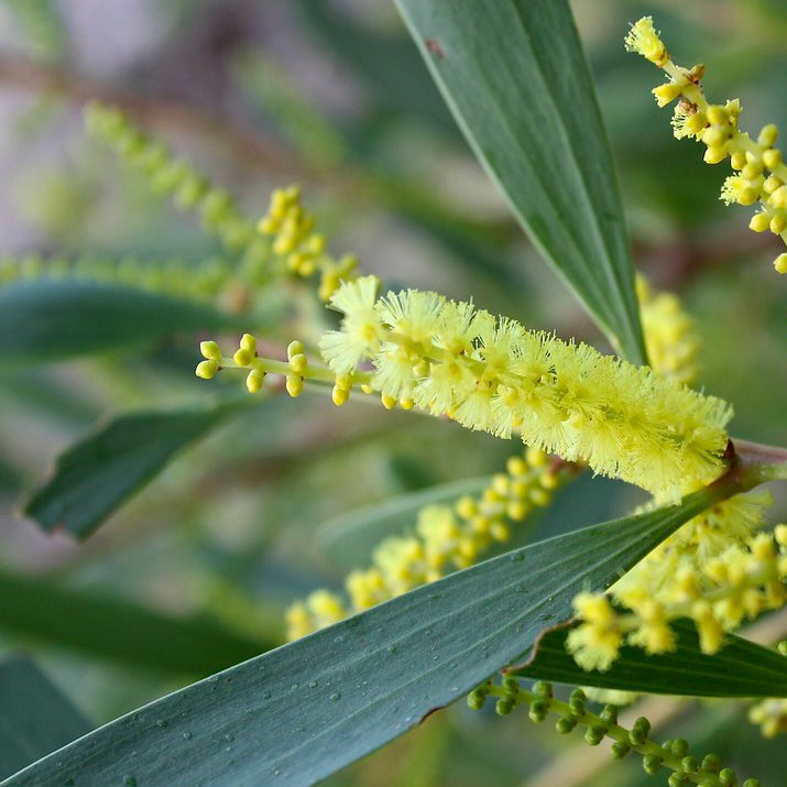 Acacia longifolia / Golden wattle / Mimosa