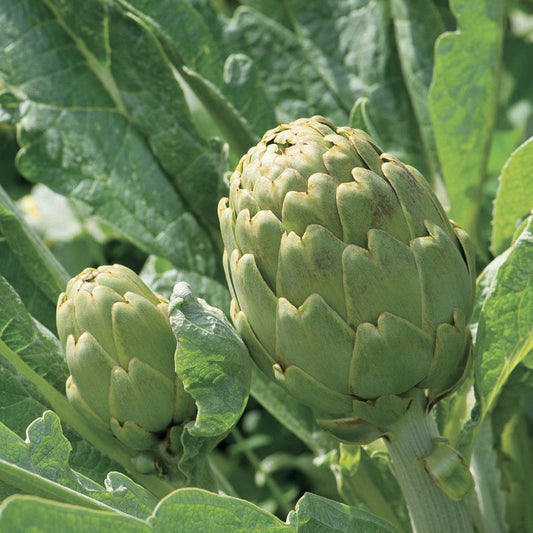 Artichoke seeds 'Imperial Star'