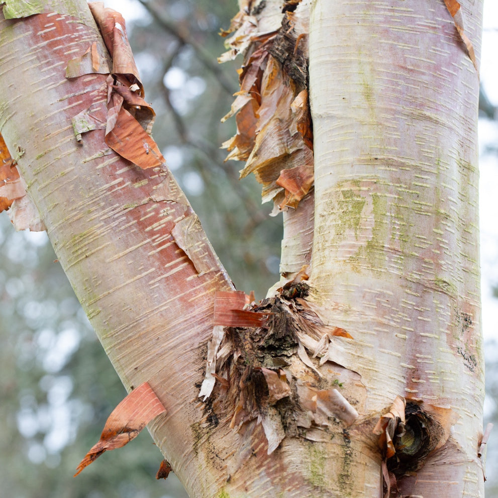 Betula albosinensis 'Fascination'