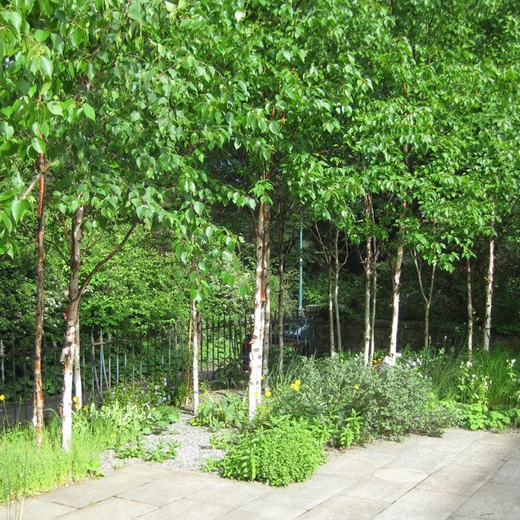 Betula albosinensis 'Fascination'