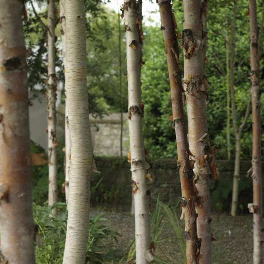 Betula albosinensis 'Fascination'