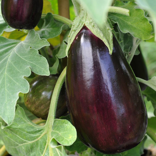 Aubergine / Eggplant seeds 'Black Beauty'