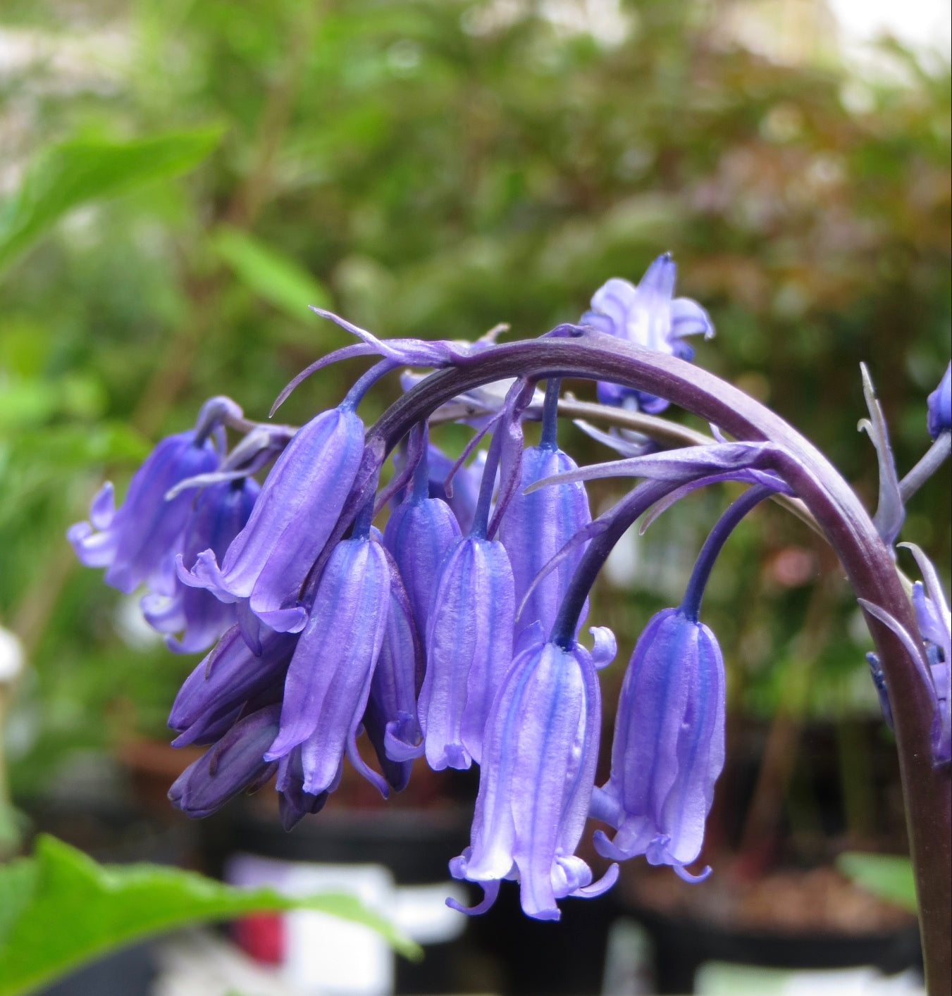 Native Irish bluebells, Irish-grown bulbs / Hyacinthoides non-scripta (35 uls)