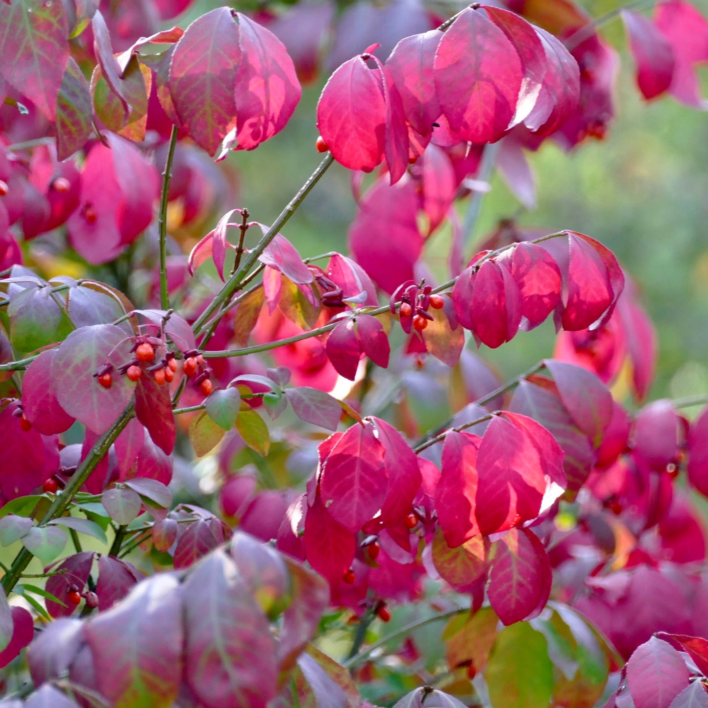 Euonymus alatus 'Compactus' / Burning bush / Winged spindle