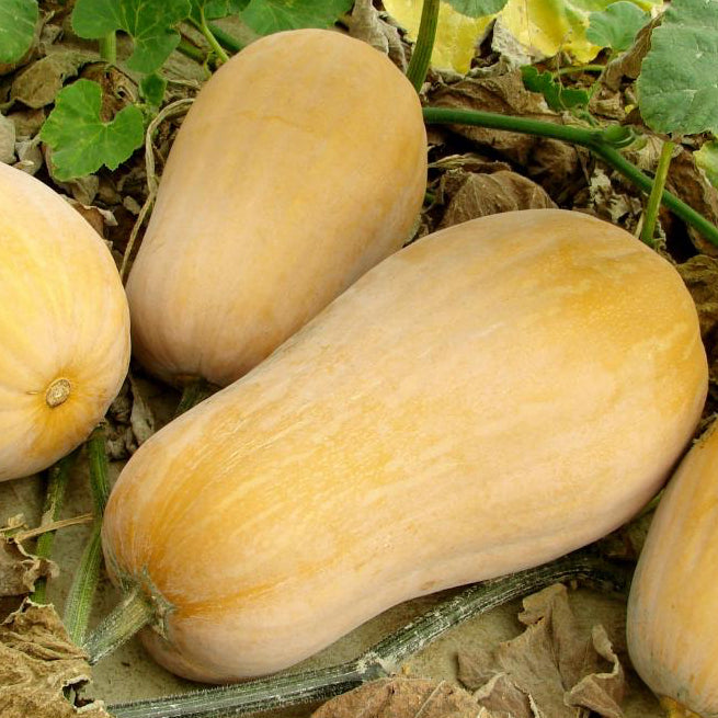 Squash seeds 'Butternut'