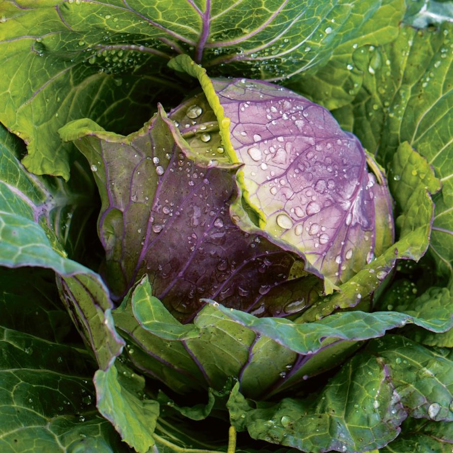 Savoy cabbage seeds 'San Michele'