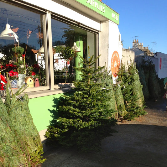 Christmas tree / Nordmann fir / Abies nordmanniana