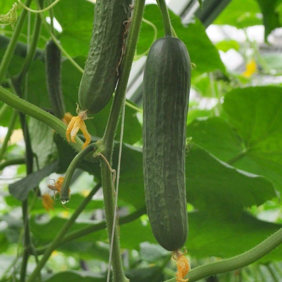 Cucumber seeds 'Marketmore'