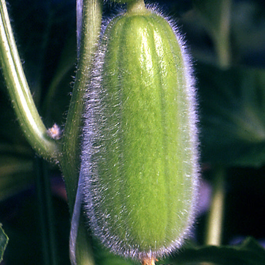 Cucumber seeds 'Carosello di Polignano'