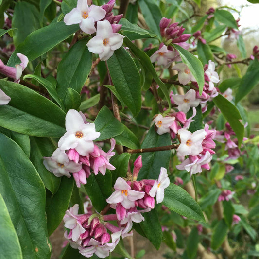 Daphne bholua 'Jacqueline Postil'