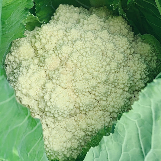 Cauliflower seeds 'Di Jesi'