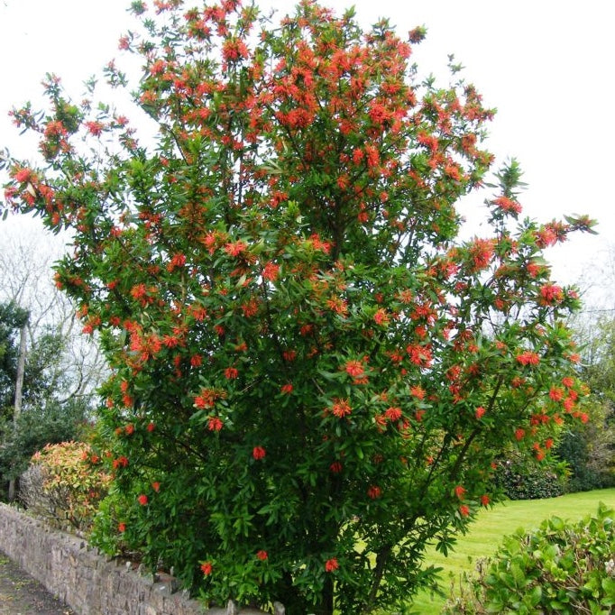 Embothrium coccineum / Chilean fire bush / Chilean flame tree