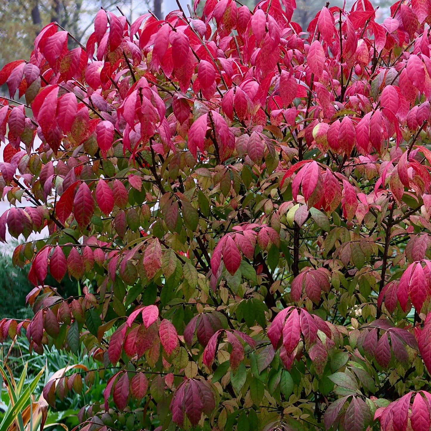 Euonymus alatus 'Compactus' / Burning bush / Winged spindle