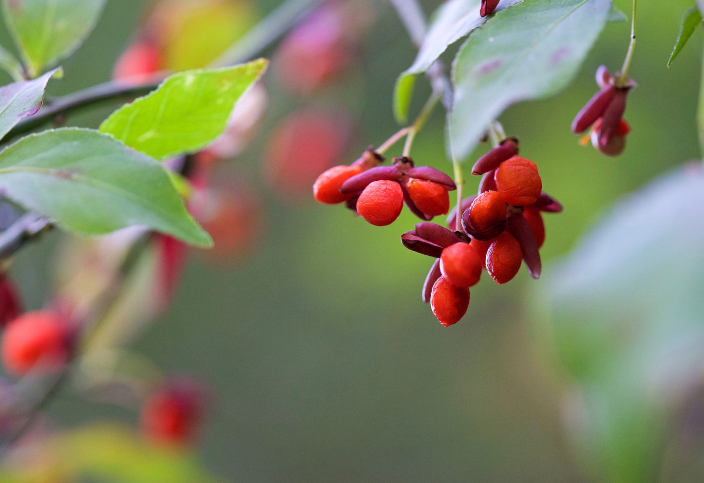 Euonymus alatus 'Compactus' / Burning bush / Winged spindle