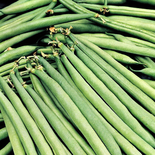 Dwarf French beans 'Faraday' (seeds / beans)