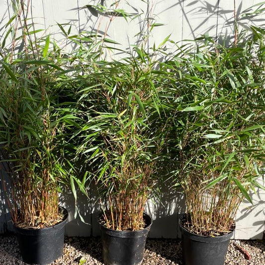 'Asian Wonder' bamboo / Fargesia 'Asian Wonder'