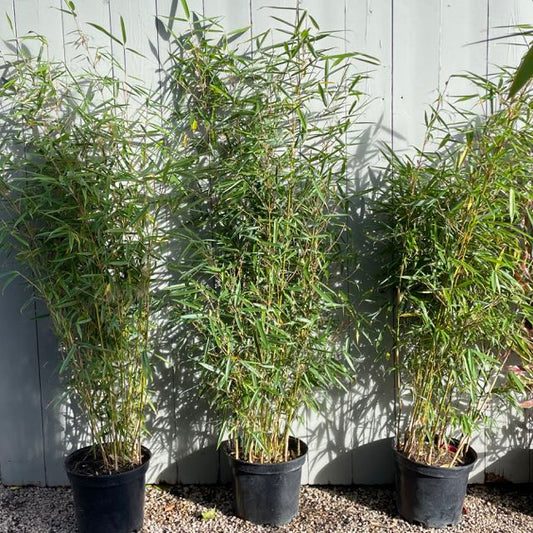 Fargesia robusta 'Campbell' / 'Campbell' bamboo