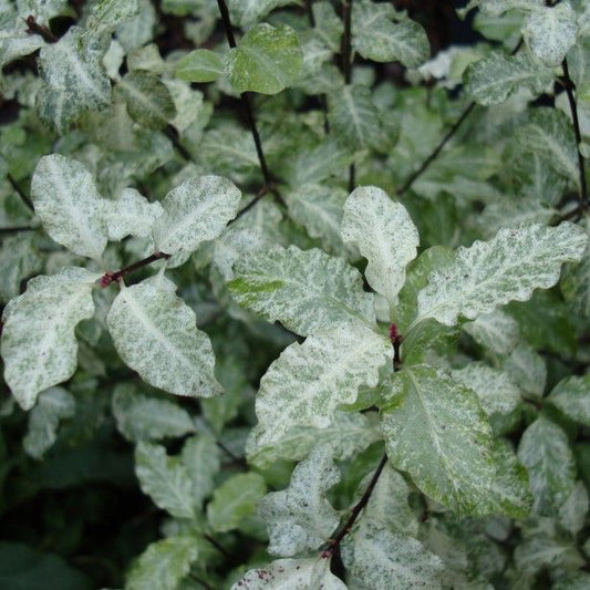 Pittosporum 'Irene Patterson'