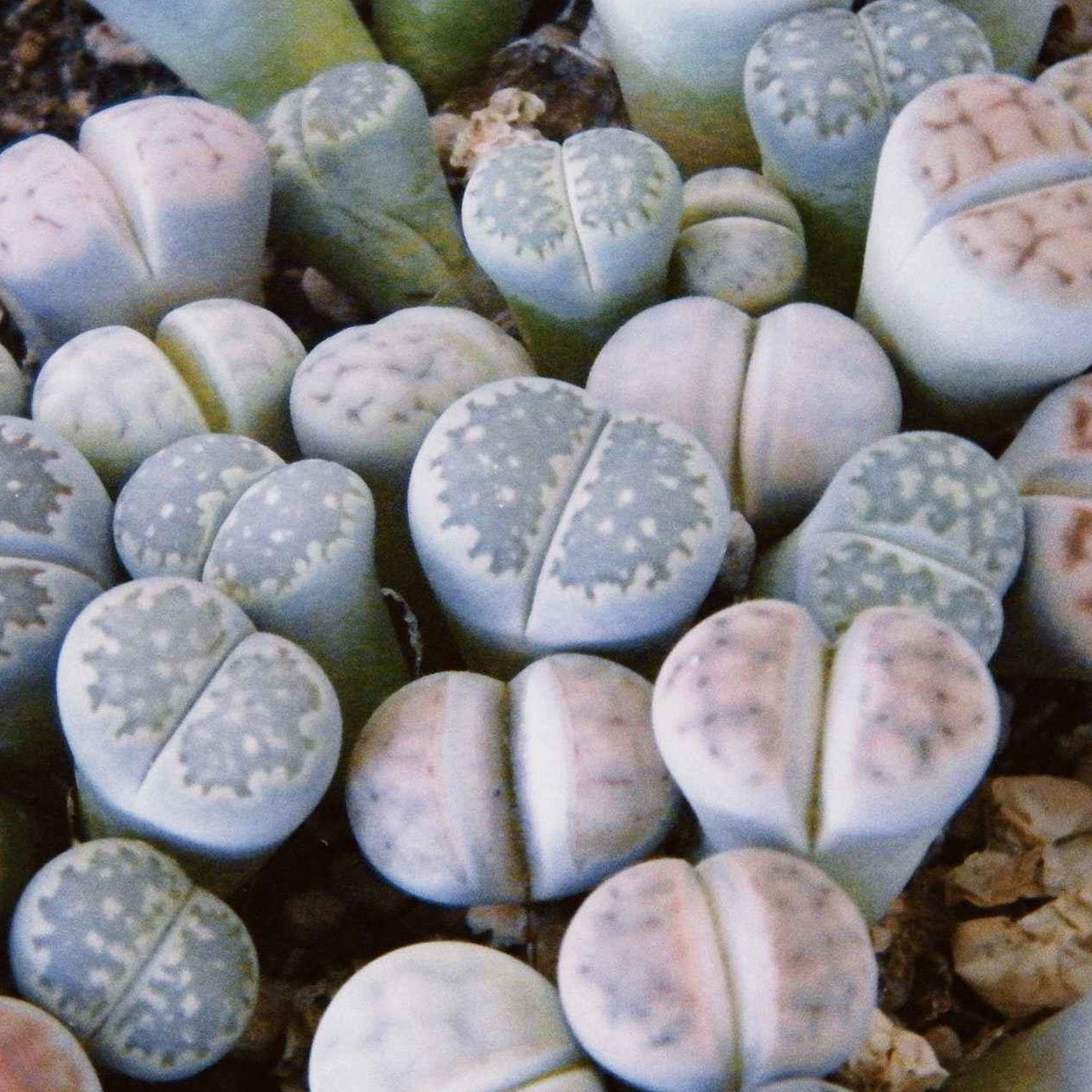 Lithops & split rock potting compost