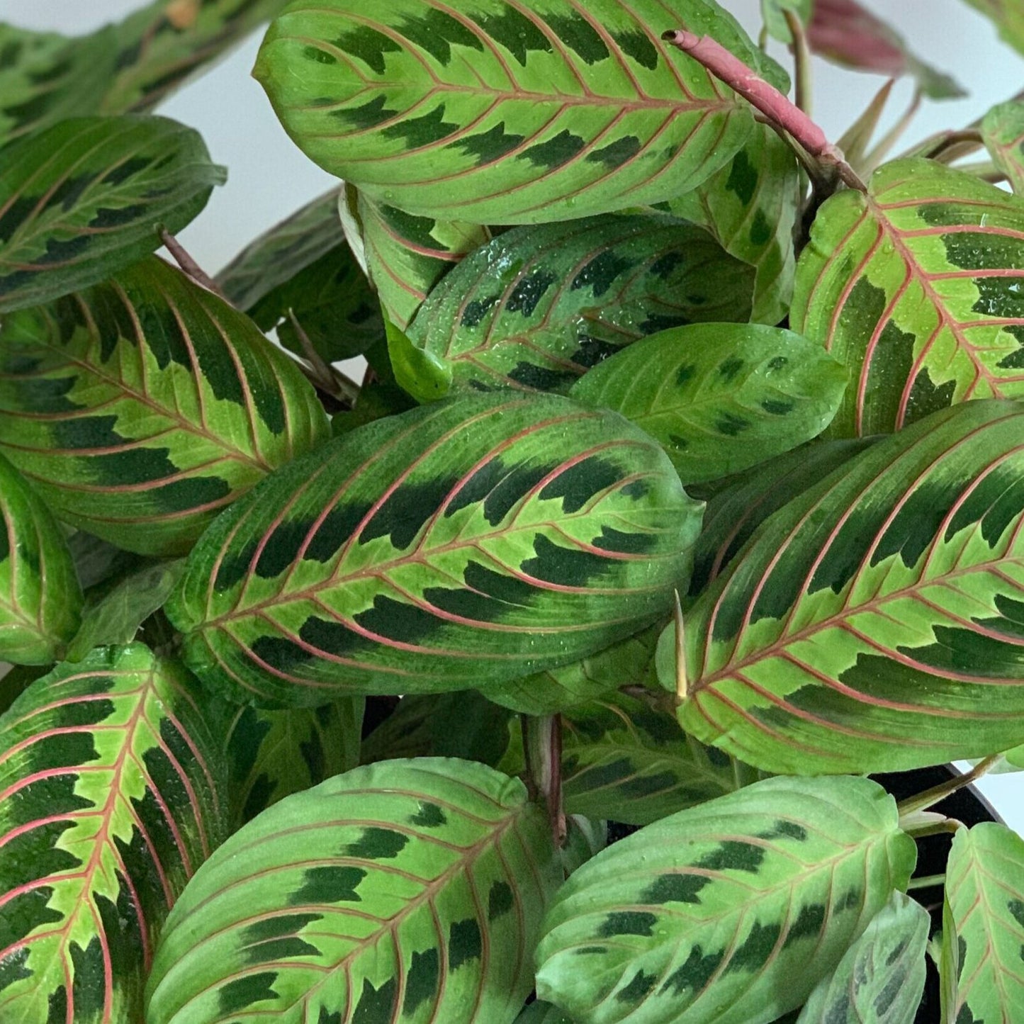 Calathea & Maranta compost, 5 litres