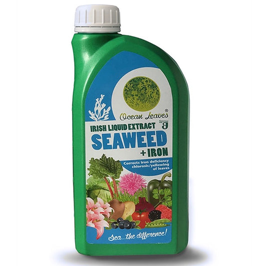 Irish organic liquid seaweed extract fertiliser, with added iron, 1 litre (Ocean Leaves)